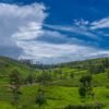 Nilgiri-tea-estate