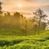 Tea_Gardens.jpg