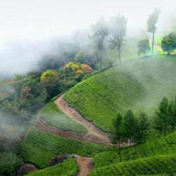Ooty